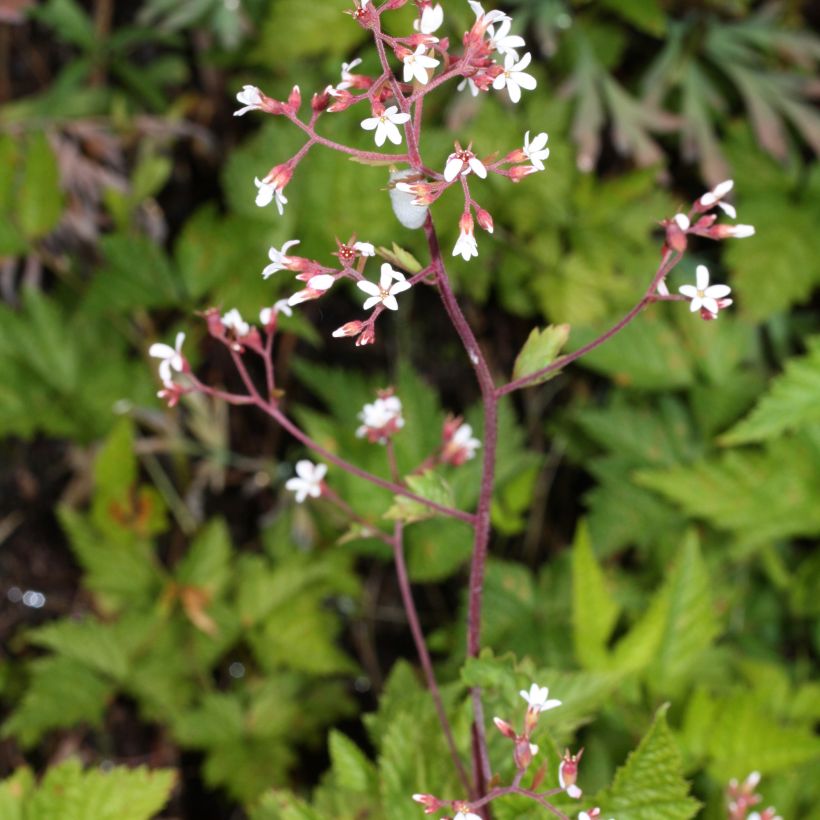 Boykinia occidentalis (Kasvutapa)
