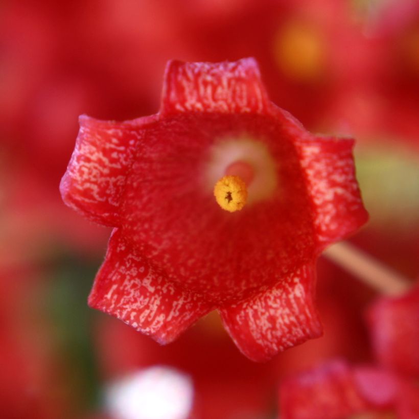Tulipullopuu - Brachychiton acerifolius (Kukinta)
