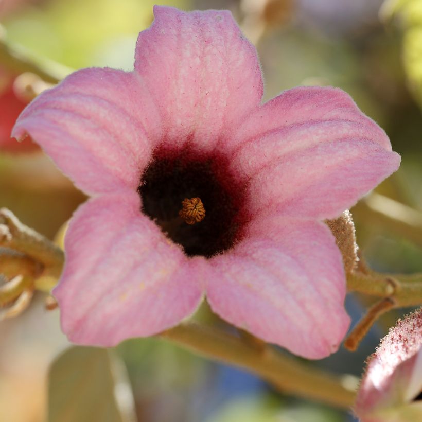 Nukkapullopuu - Brachychiton discolor (Kukinta)