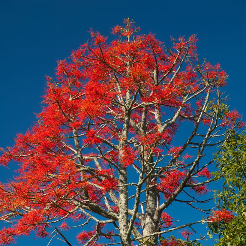 Nukkapullopuu - Brachychiton discolor (Kasvutapa)