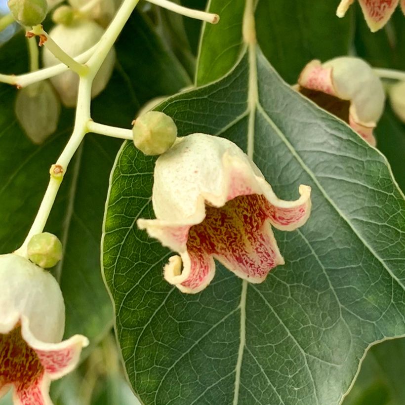 Poppelipullopuu - Brachychiton populneus (Kukinta)