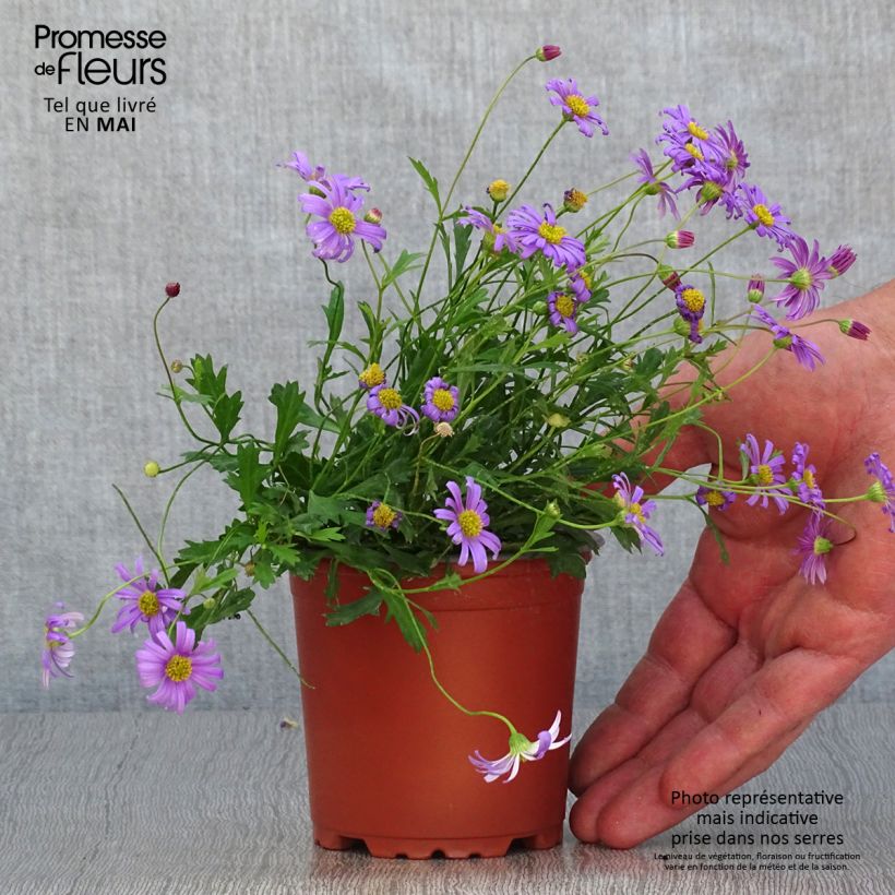 Esimerkki keväällä toimitetusta Brachycome angustifolia Brasco Violet Taimiruukku 8/9 cm-taimesta