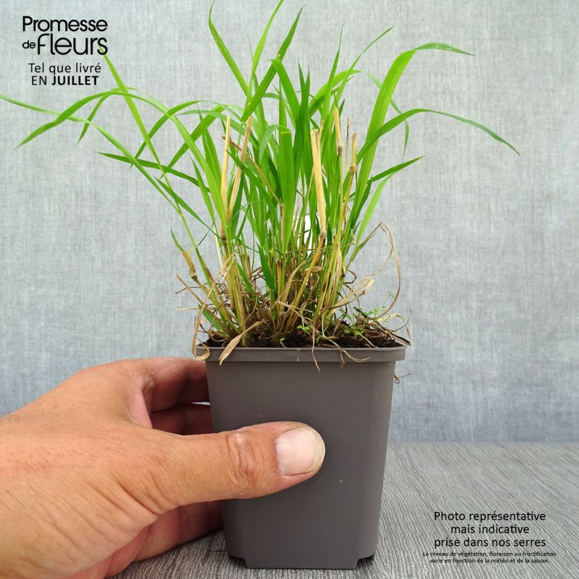 Esimerkki kesällä toimitetusta Varjoluste - Brachypodium sylvaticum Godet de 8/9 cm-taimesta