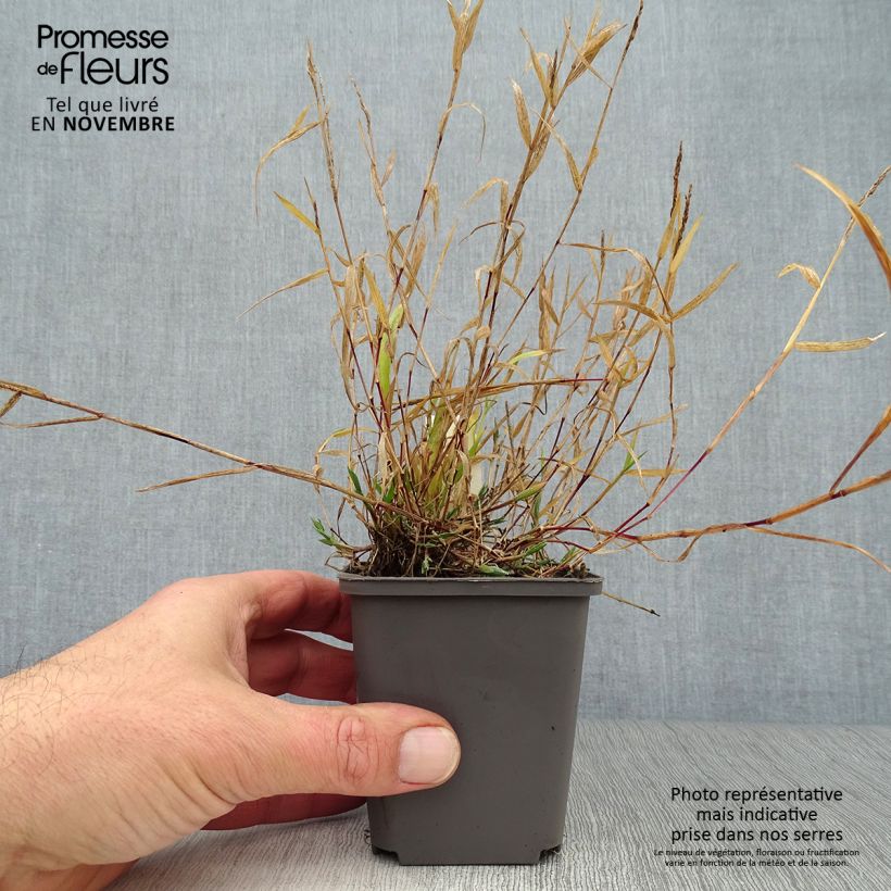 Esimerkki syksyllä toimitetusta Varjoluste - Brachypodium sylvaticum 8/9 cm taimiruukku-taimesta