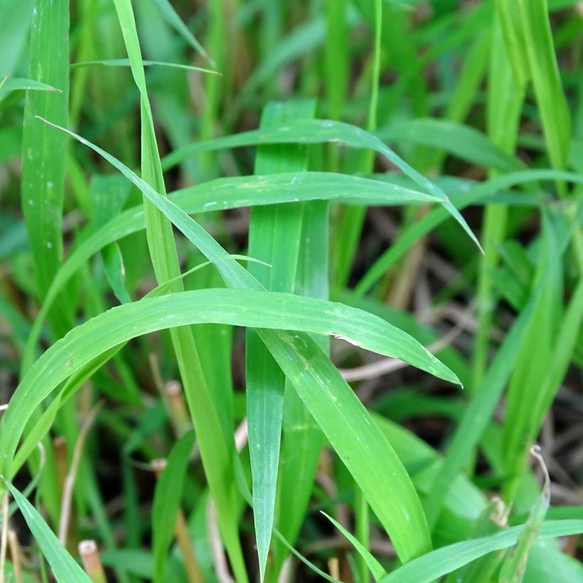 Varjoluste - Brachypodium sylvaticum (Lehvistö)