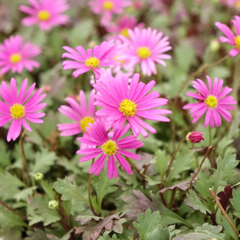 Pitsikaulus Fresco Bright Pink (Kukinta)