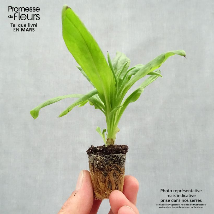 Esimerkki keväällä toimitetusta Bracteantha bracteata Granvia Gold Mini-motte Ø 3/4 cm-taimesta