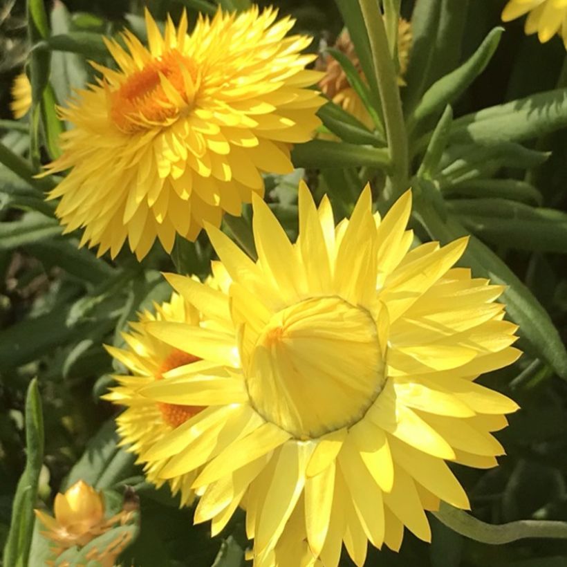 Bracteantha bracteata Granvia Gold (Kukinta)