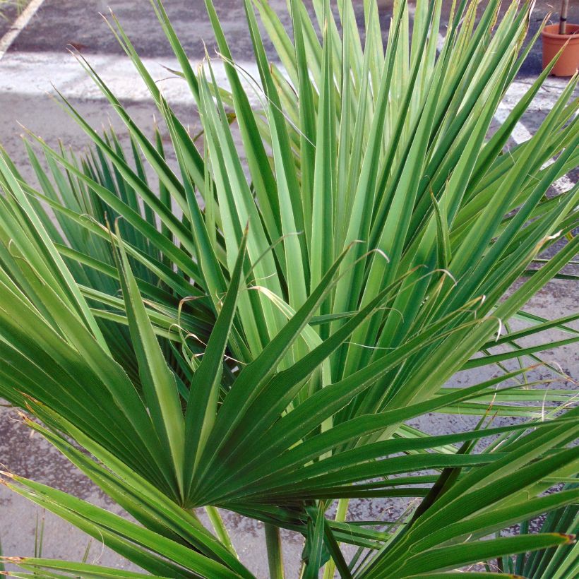 Meksikonbraheapalmu - Brahea edulis (Lehvistö)