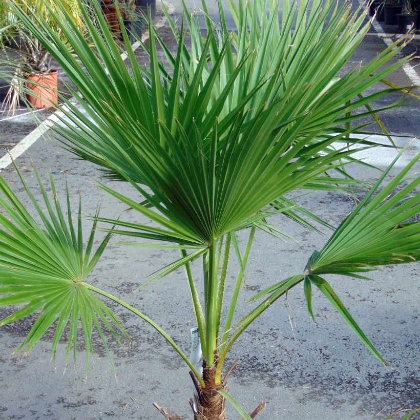 Meksikonbraheapalmu - Brahea edulis (Kasvutapa)