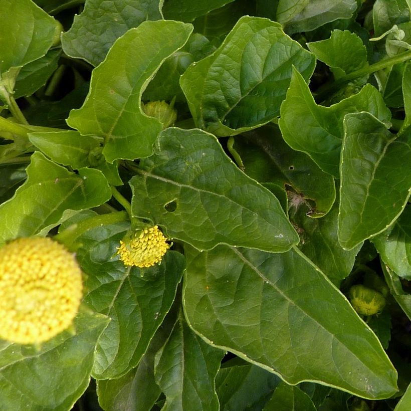 Tarhaparakrassi - Acmella oleracea (Lehvistö)