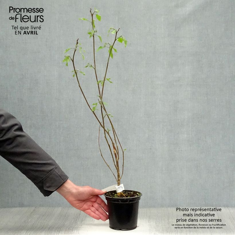 Esimerkki keväällä toimitetusta Paperimulperipuu - Broussonetia papyrifera Pot de 1L/1,5L-taimesta