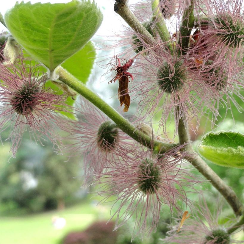 Paperimulperipuu - Broussonetia papyrifera (Kukinta)