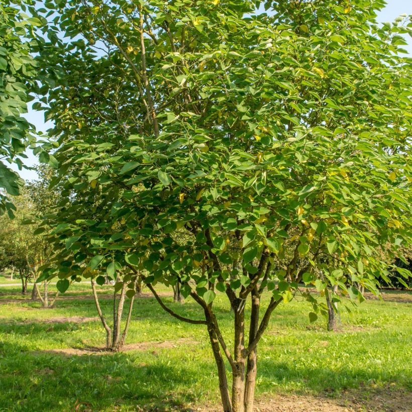 Paperimulperipuu - Broussonetia papyrifera (Kasvutapa)