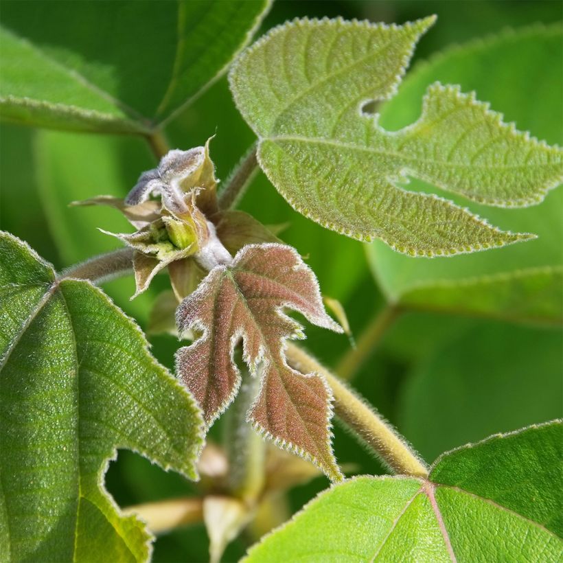 Paperimulperipuu - Broussonetia papyrifera (Lehvistö)