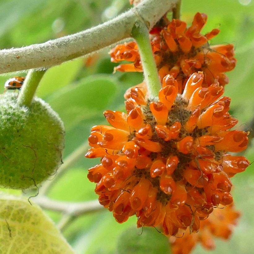 Paperimulperipuu - Broussonetia papyrifera (Sadonkorjuu)