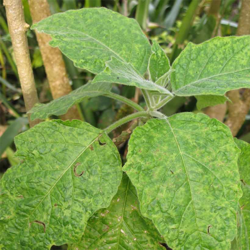 Veripasuuna - Brugmansia sanguinea (Foliage)