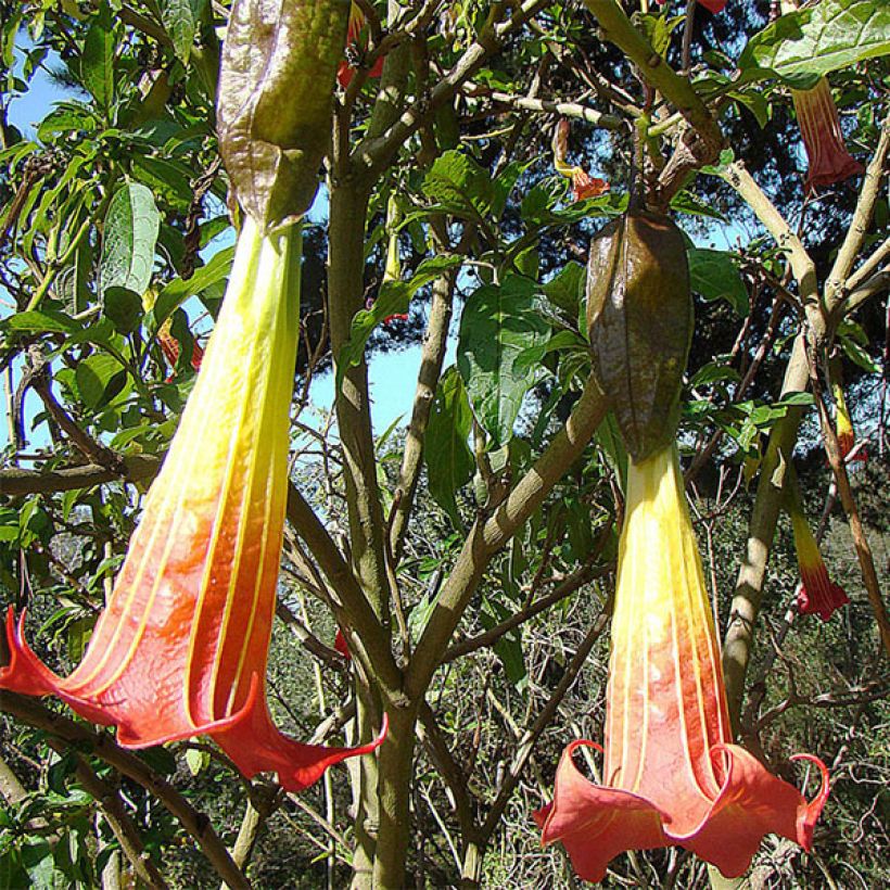 Veripasuuna - Brugmansia sanguinea (Flowering)