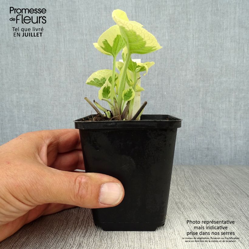Esimerkki kesällä toimitetusta Kaukasianrotkolemmikki Variegata Taimiruukku 8/9 cm-taimesta
