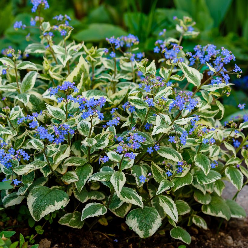 Kaukasianrotkolemmikki Variegata (Kasvutapa)