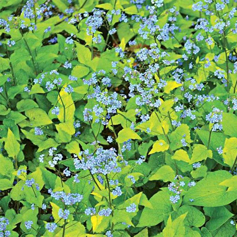 Kaukasianrotkolemmikki Diane's Gold (Kukinta)