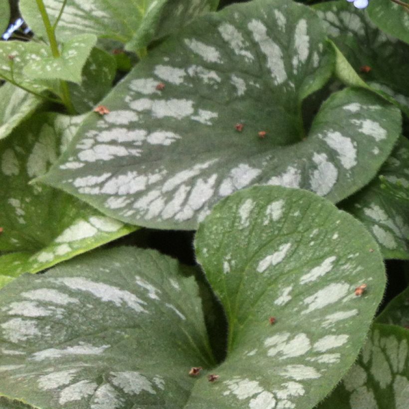 Kaukasianrotkolemmikki Emerald Mist (Lehvistö)