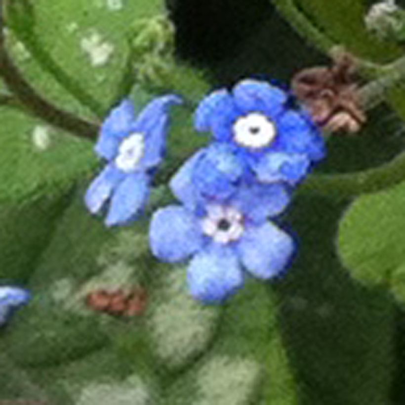 Kaukasianrotkolemmikki Emerald Mist (Kukinta)