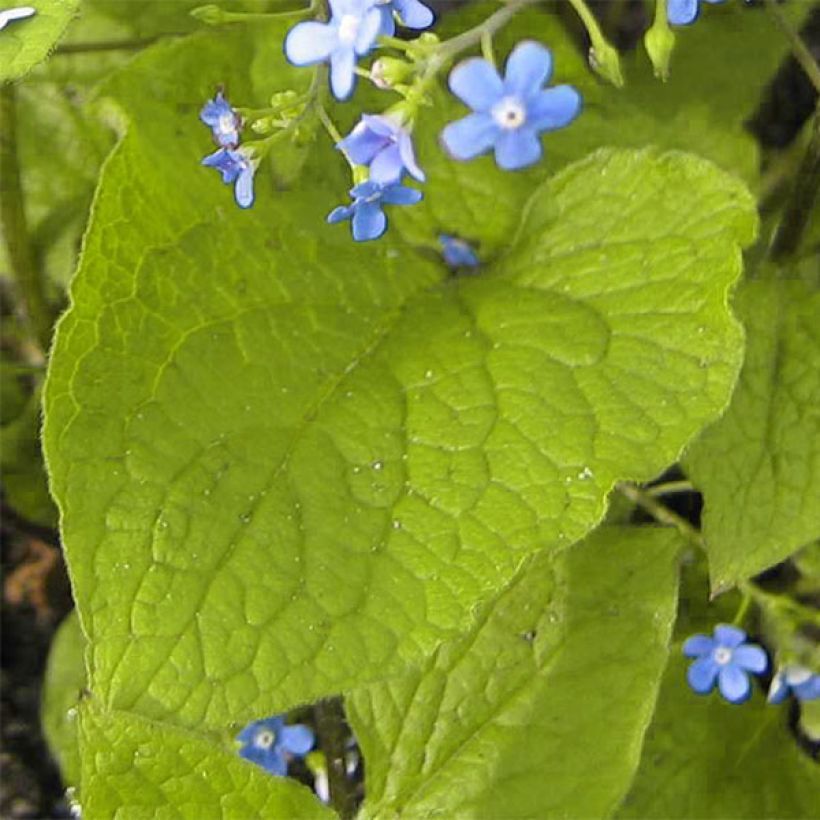 Kaukasianrotkolemmikki Green Gold (Lehvistö)