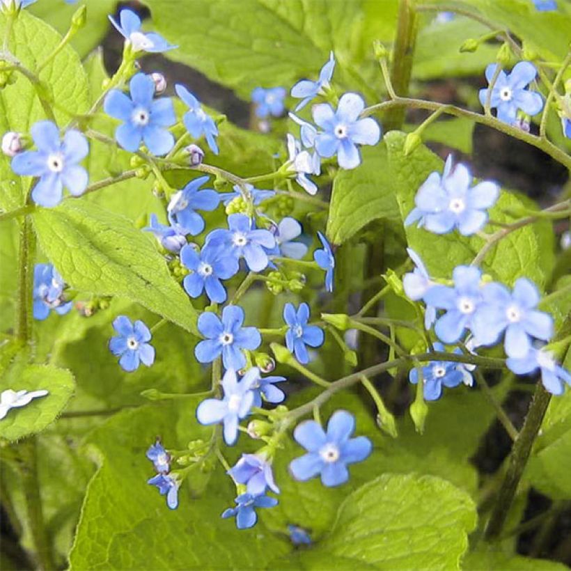 Kaukasianrotkolemmikki Green Gold (Kukinta)