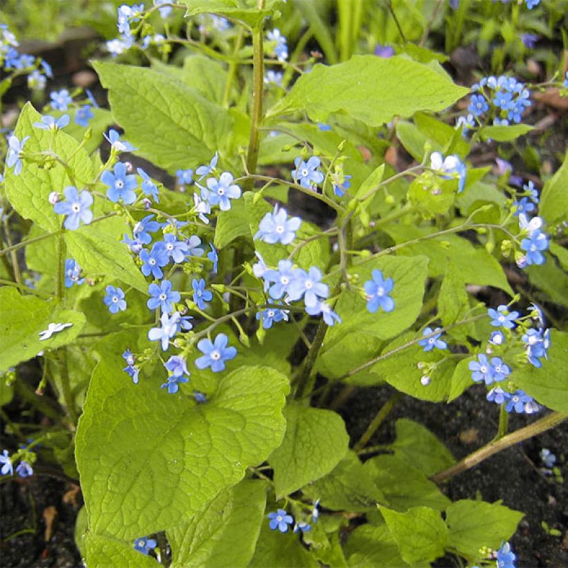 Kaukasianrotkolemmikki Green Gold (Kasvutapa)