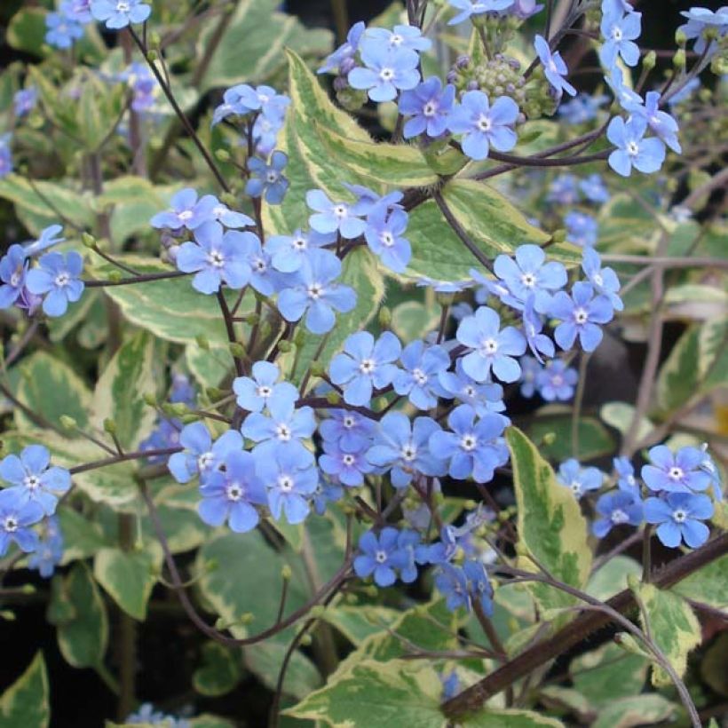 Kaukasianrotkolemmikki Hadspen cream (Kukinta)