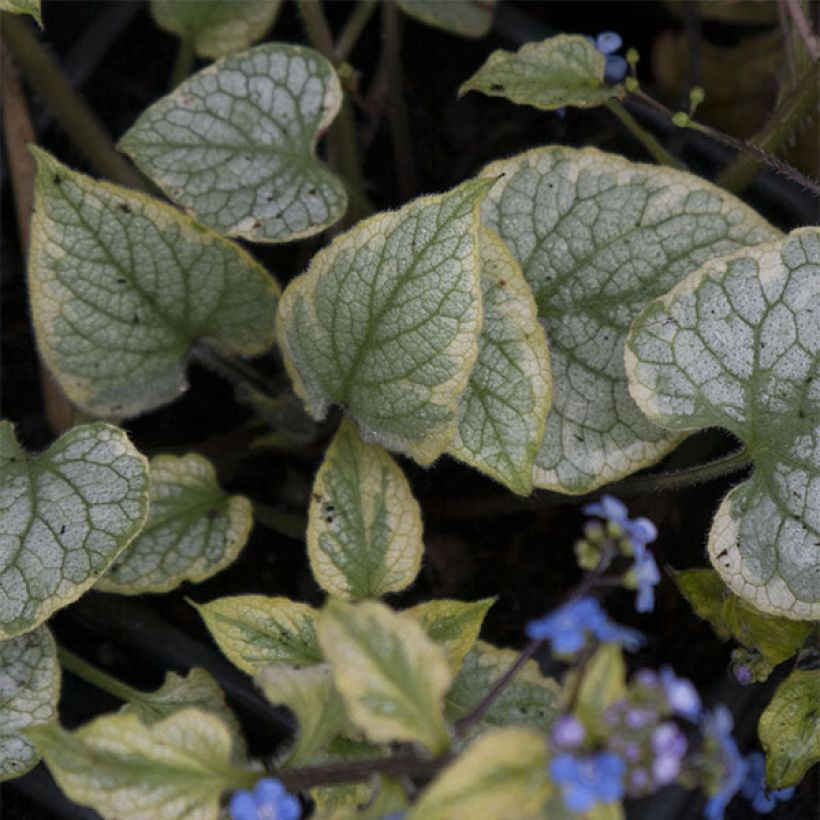 Kaukasianrotkolemmikki King's Ramson (Lehvistö)