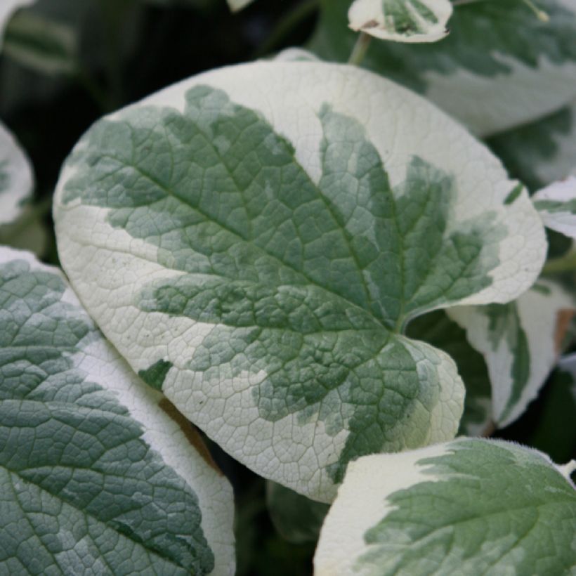 Kaukasianrotkolemmikki Variegata (Lehvistö)