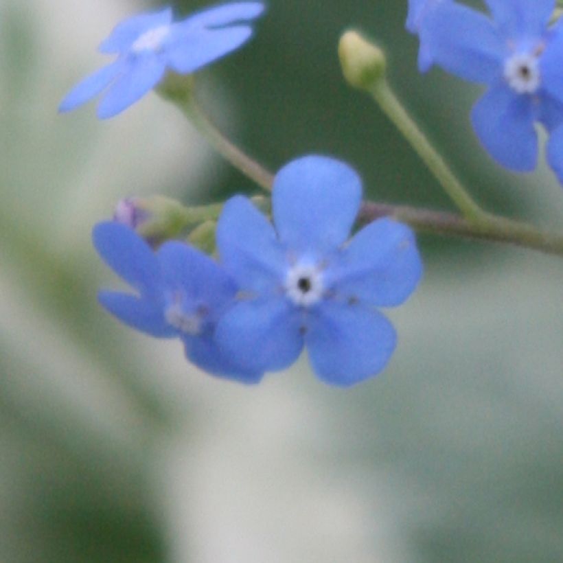 Kaukasianrotkolemmikki Variegata (Kukinta)