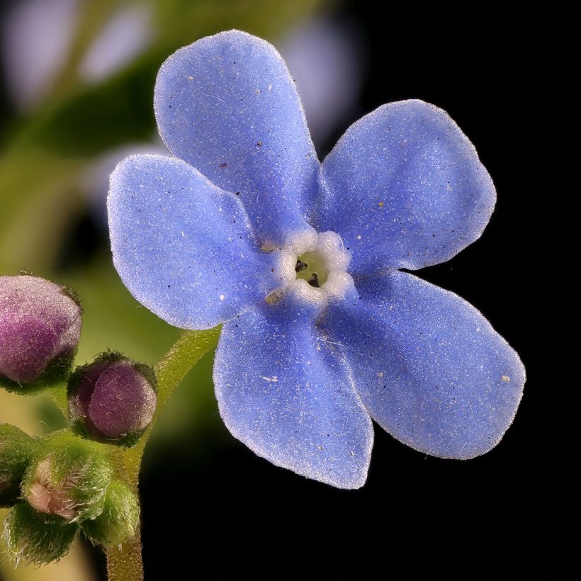 Siperianrotkolemmikki - Brunnera sibirica (Kukinta)