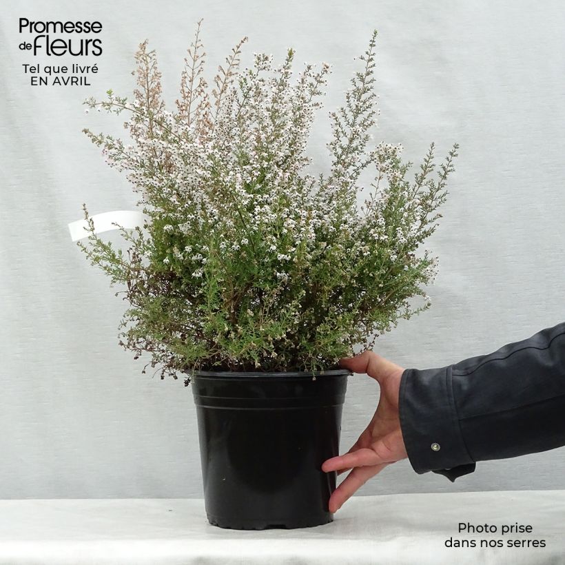 Esimerkki keväällä toimitetusta Puukellokanerva Great Star 'Le Vasterival Pot de 4L/5L-taimesta