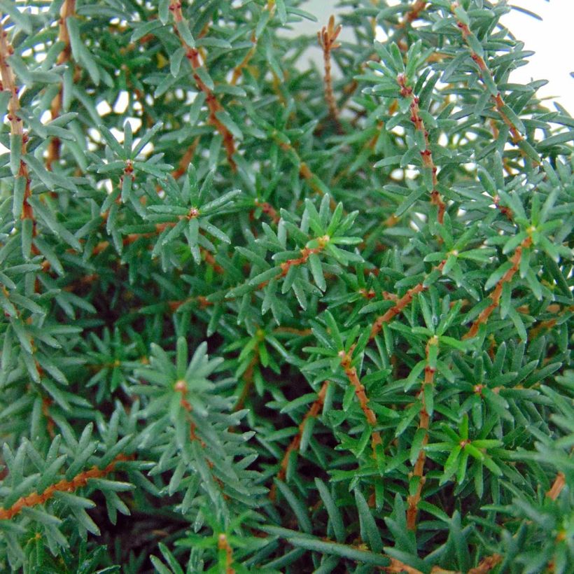 Kaunokellokanerva Kramer's Rote (Lehvistö)