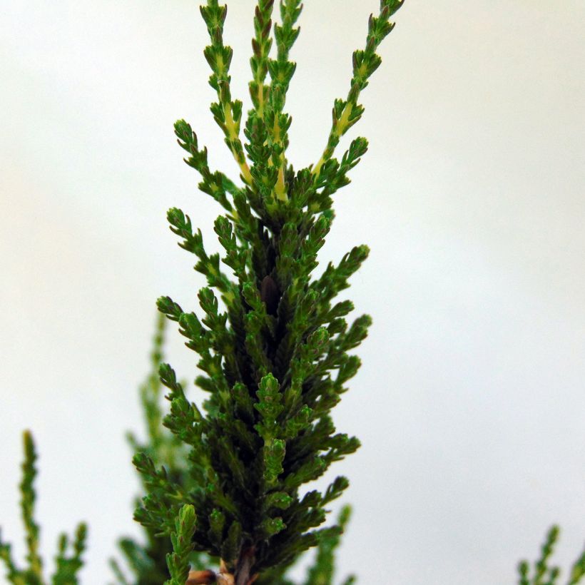 Kanerva Allegro (Lehvistö)