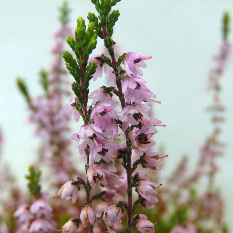 Kanerva Spring Torch (Kukinta)