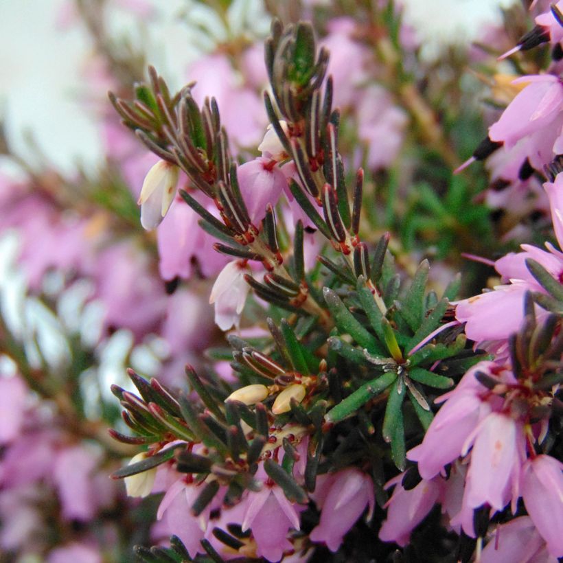 Kaunokellokanerva Furzey (Foliage)