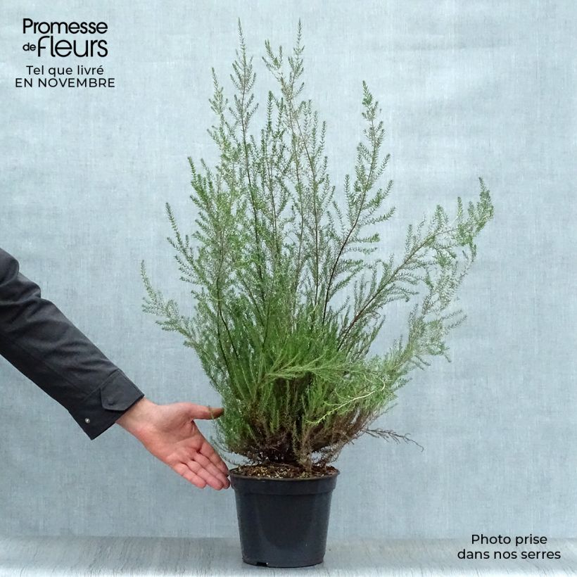 Esimerkki syksyllä toimitetusta Kellokanerva - Erica mediterranea 3 litran/4 litran ruukku-taimesta
