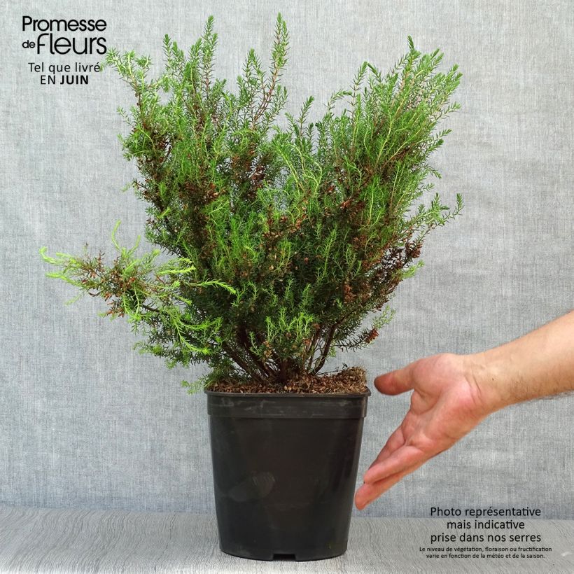 Esimerkki kesällä toimitetusta Kellokanerva - Erica mediterranea Pot de 3L/4L-taimesta