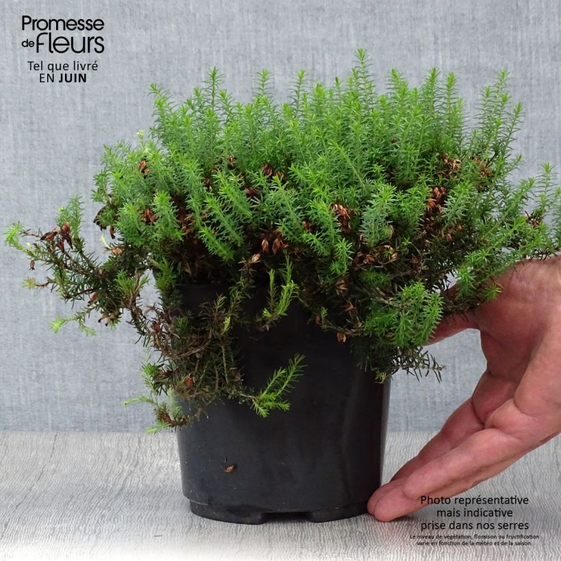 Esimerkki kesällä toimitetusta Lumikellokanerva Isabell Pot de 2L/3L-taimesta