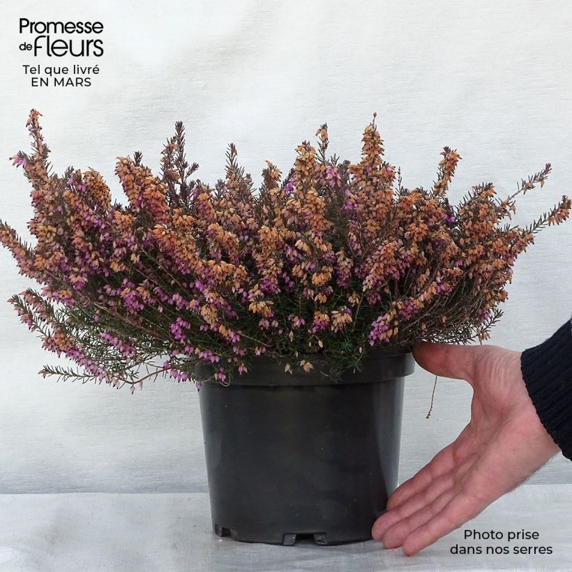 Example of Kaunokellokanerva Jenny Porter Pot de 2L/3L as you get in printemps
