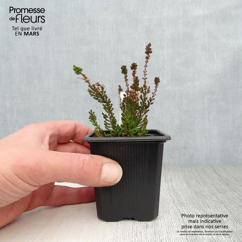 Esimerkki keväällä toimitetusta Kanerva Dark Beauty Godet de 8/9 cm-taimesta