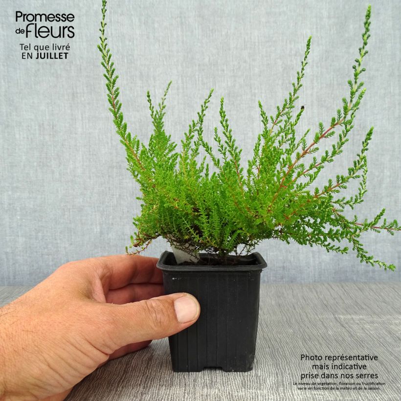 Esimerkki kesällä toimitetusta Kanerva Spring Torch Godet de 8/9 cm-taimesta