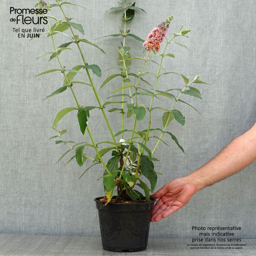 Esimerkki kesällä toimitetusta Syyssyrikkä Flower Power Pot de 2L/3L-taimesta