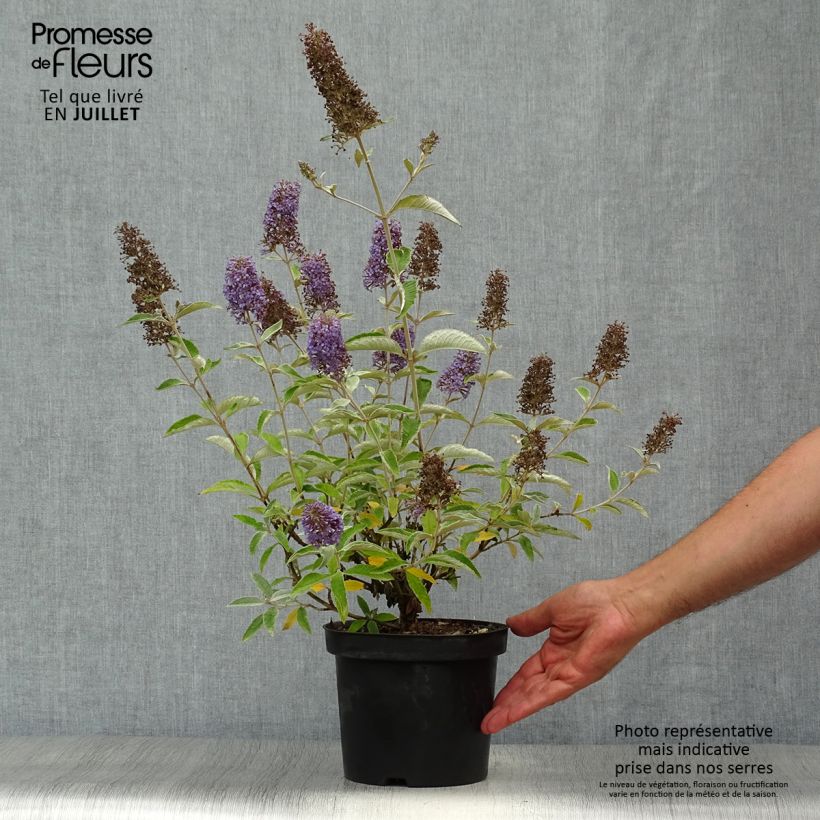 Esimerkki kesällä toimitetusta Syyssyrikkä Lochinch Pot de 2L/3L-taimesta