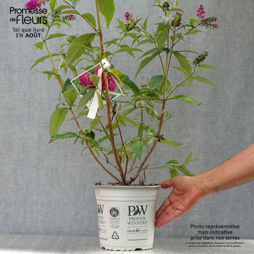 Esimerkki kesällä toimitetusta Syrikä Miss Ruby Pot de 3L/4L-taimesta