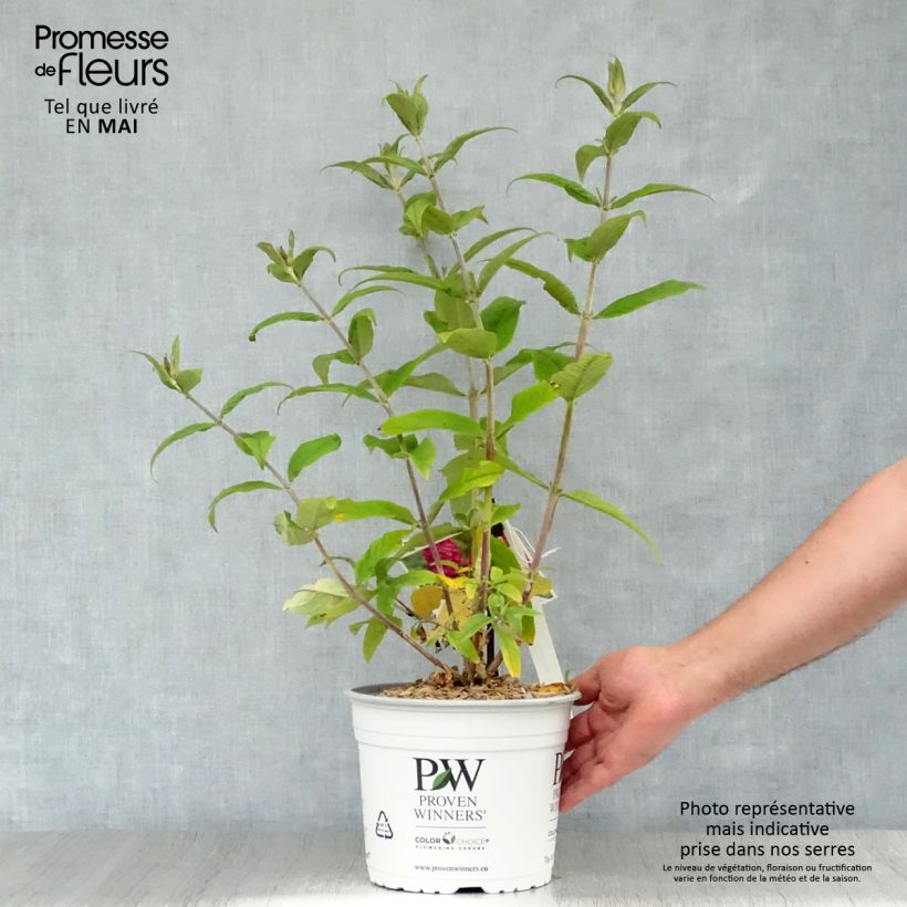 Example of Syrikä Miss Ruby Pot de 3L/4L as you get in printemps